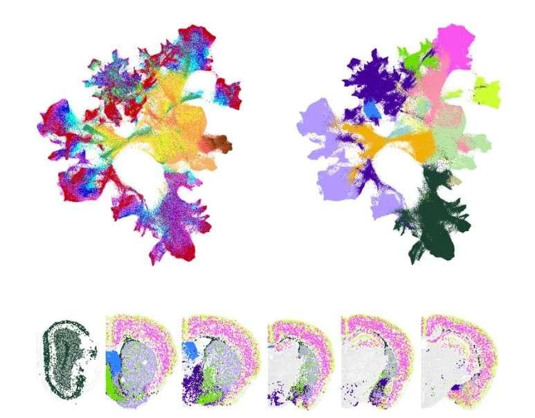 Más cerca de desentrañar el mayor misterio de la humanidad: tu mente |Vozpopolio