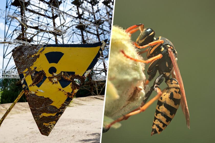 Si España cree que las velutinas son un problema, no saben lo que encontró Estados Unidos: avispas r...
